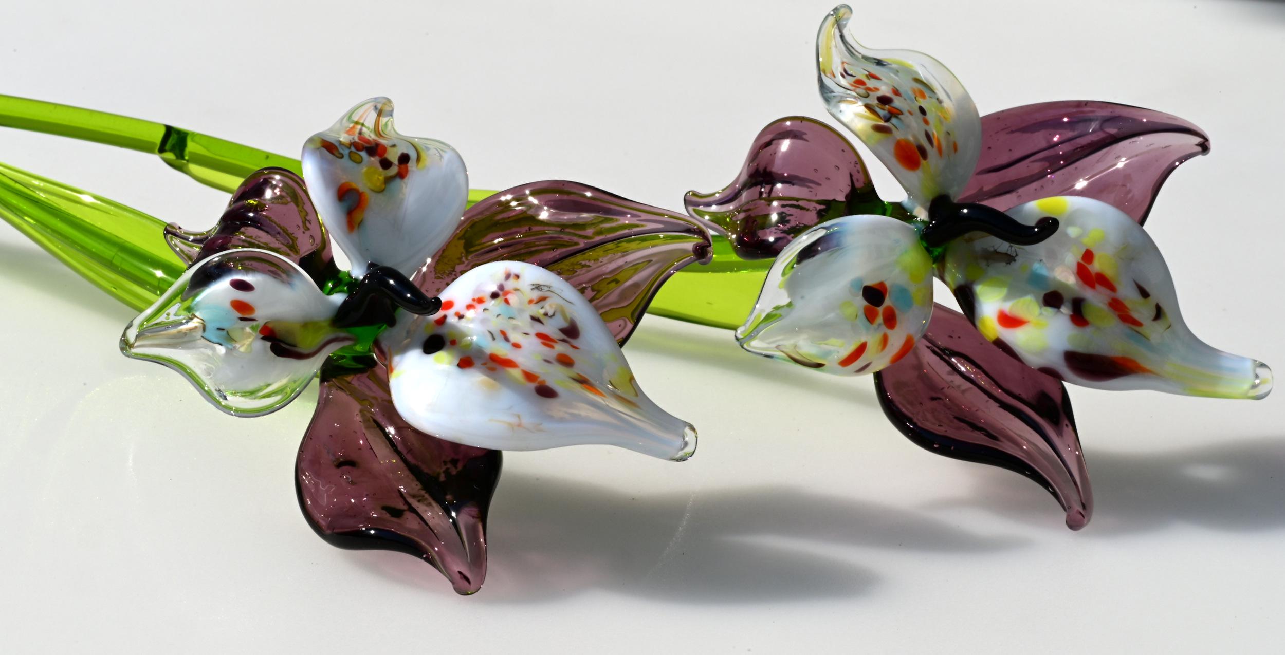 "Eclipse" Orchid Bloom