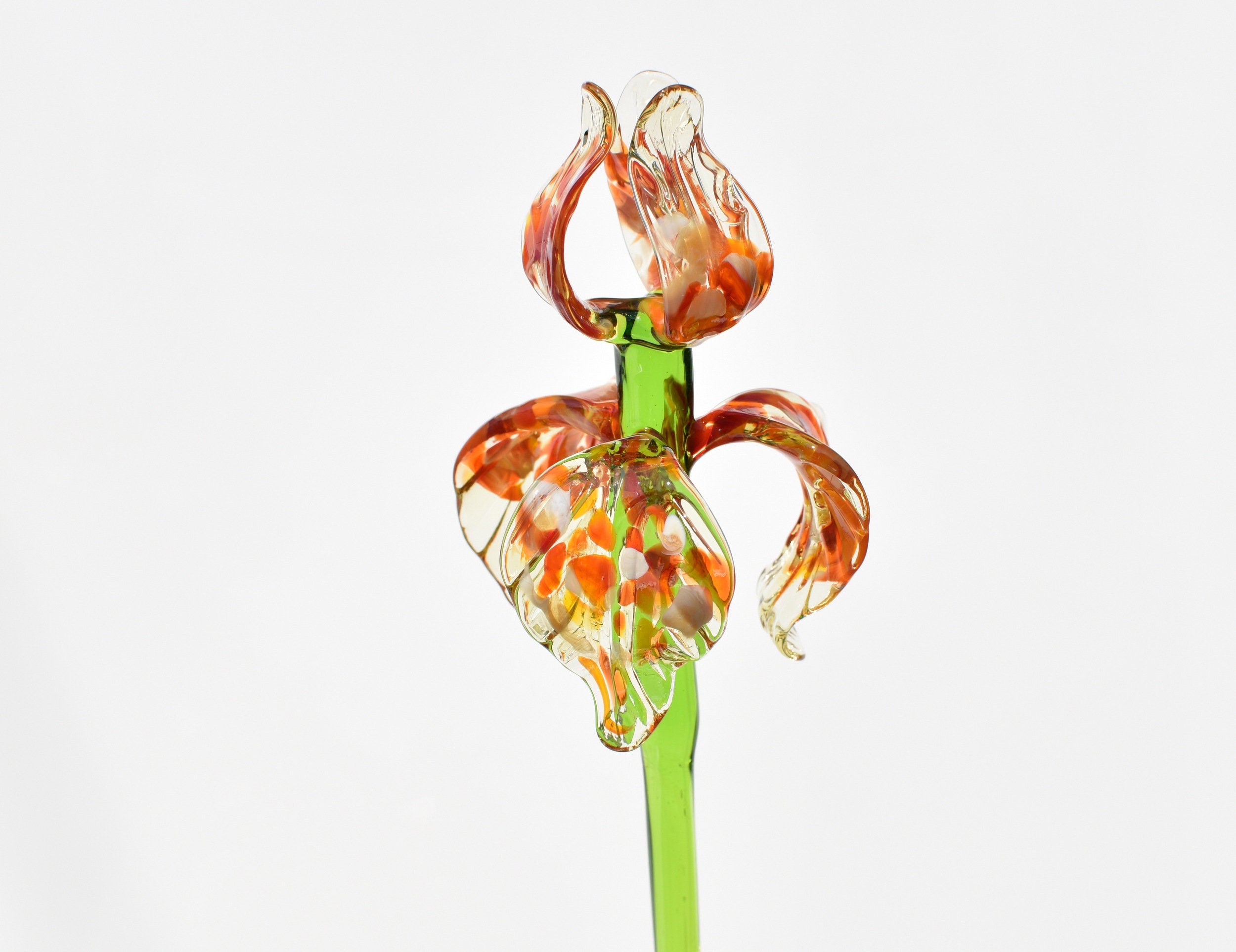 "Naranja" Orange Spotted iris