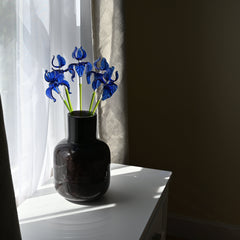 Sapphire Love Irises