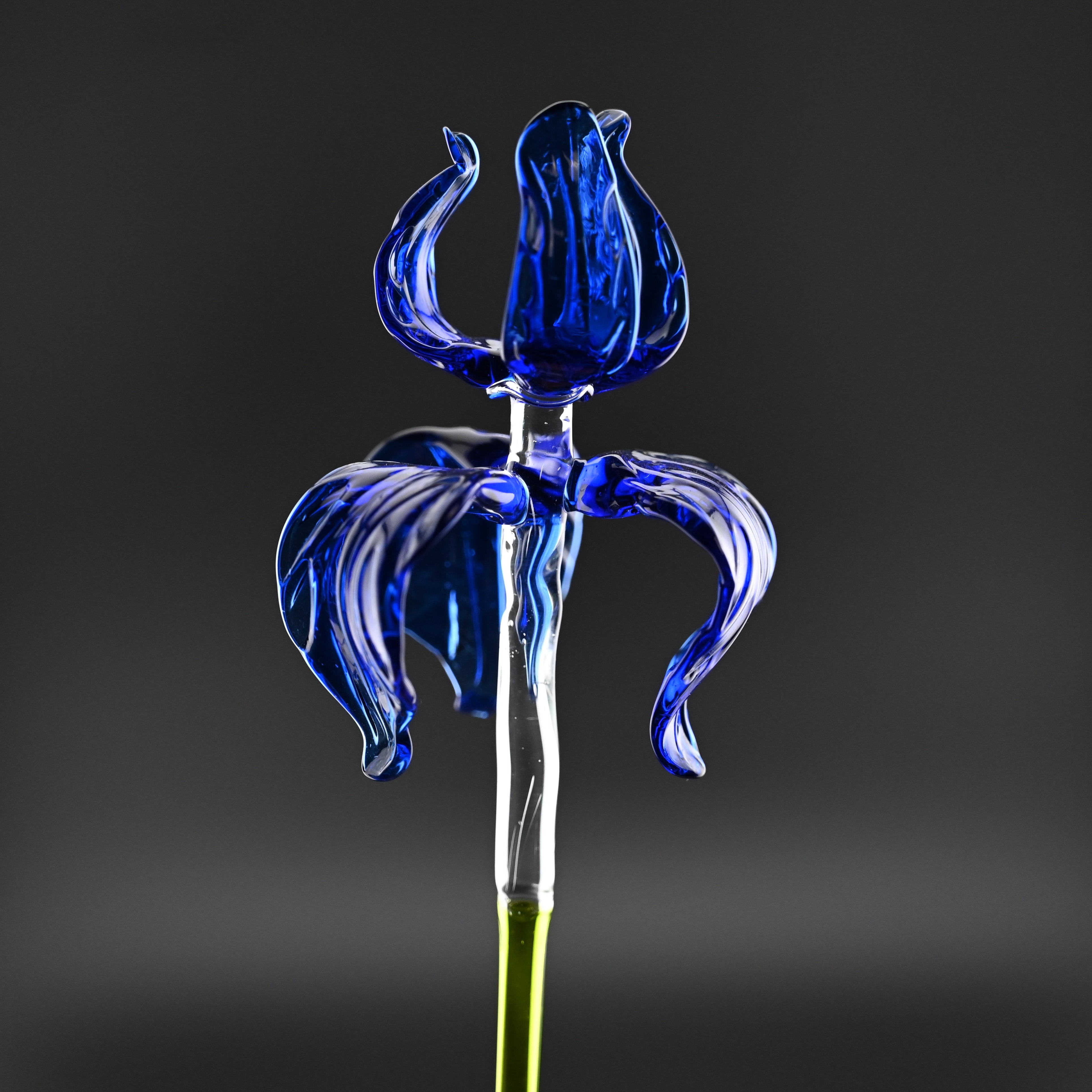 Sapphire Love Irises