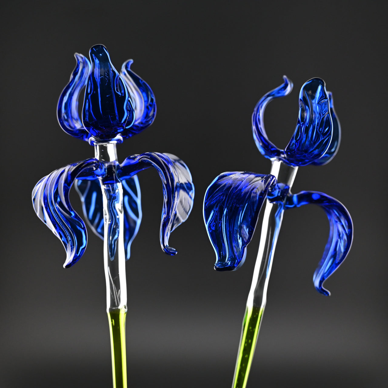 Sapphire Love Irises