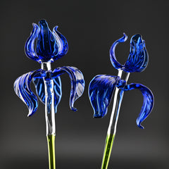 Sapphire Love Irises
